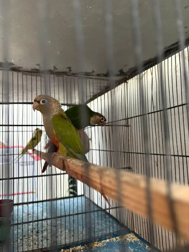 Green cheek pineapple conure