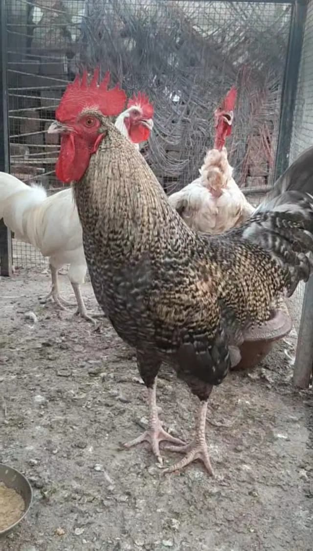 Black Male  White or Bald Dark brown is Female
