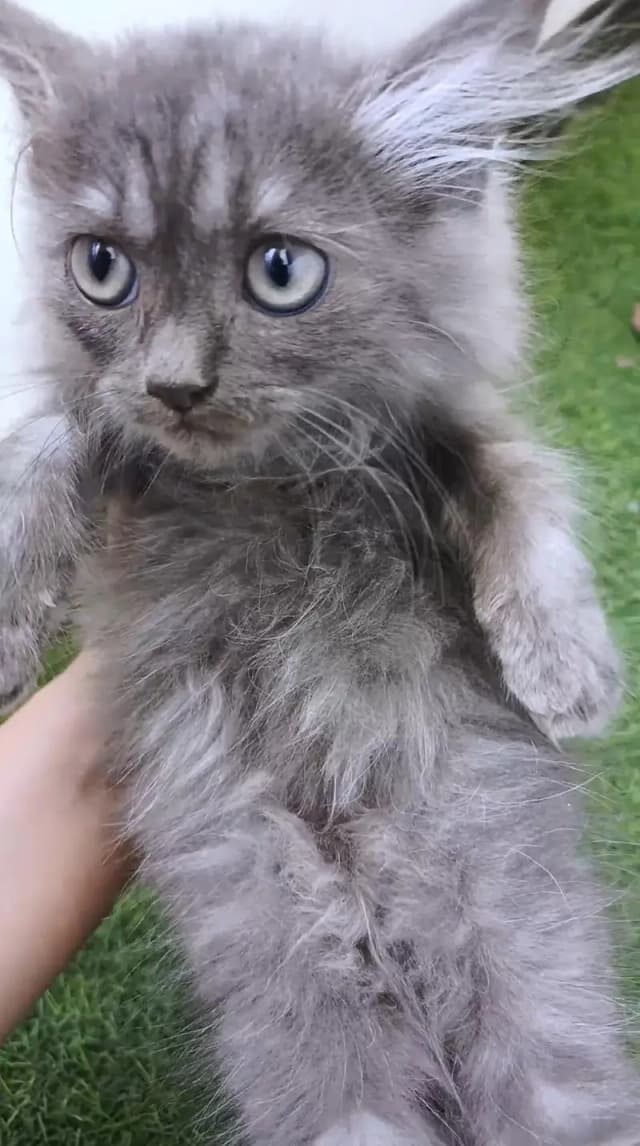 Persian gray kitten