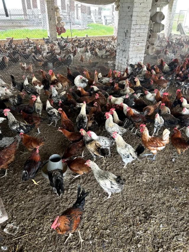 Golden misri | Desi murgi | hens | starter| per kg