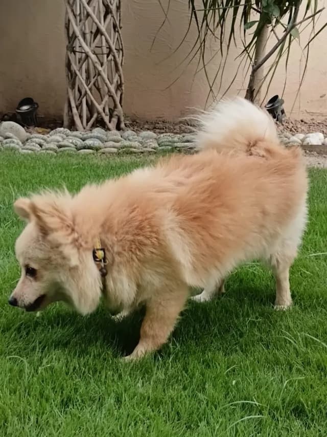 Tea cup puppy | Pomeranian puppy available for sale