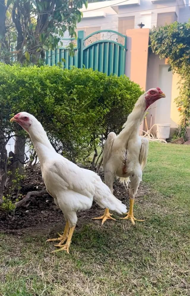 White King Shamo breeder | Supreme Quality shamo _pure aseel shamo