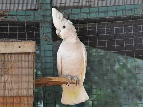 Ducrop Cockatoo