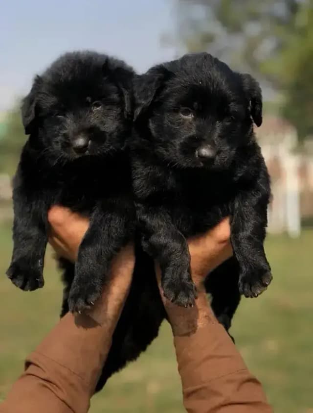 Black German Shepherd Pair | long coat | German Shepherd female ,male