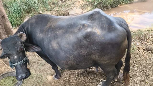 Pure Neeli Ravi Pregnant Buffalo | ghaban Bhains_2nd timer
