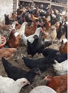 Golden Misri Murghi Weight 1000grm availale