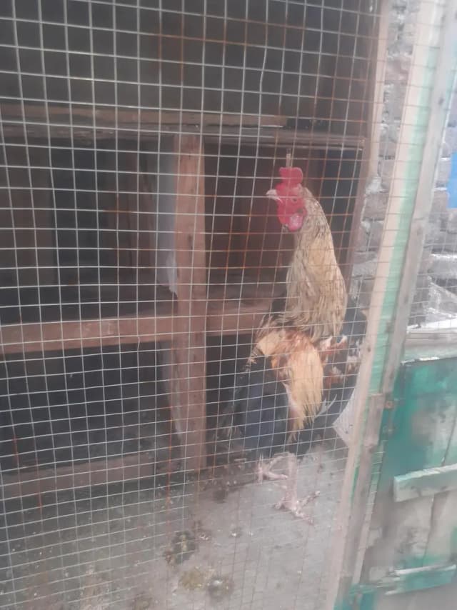murgha for sale best