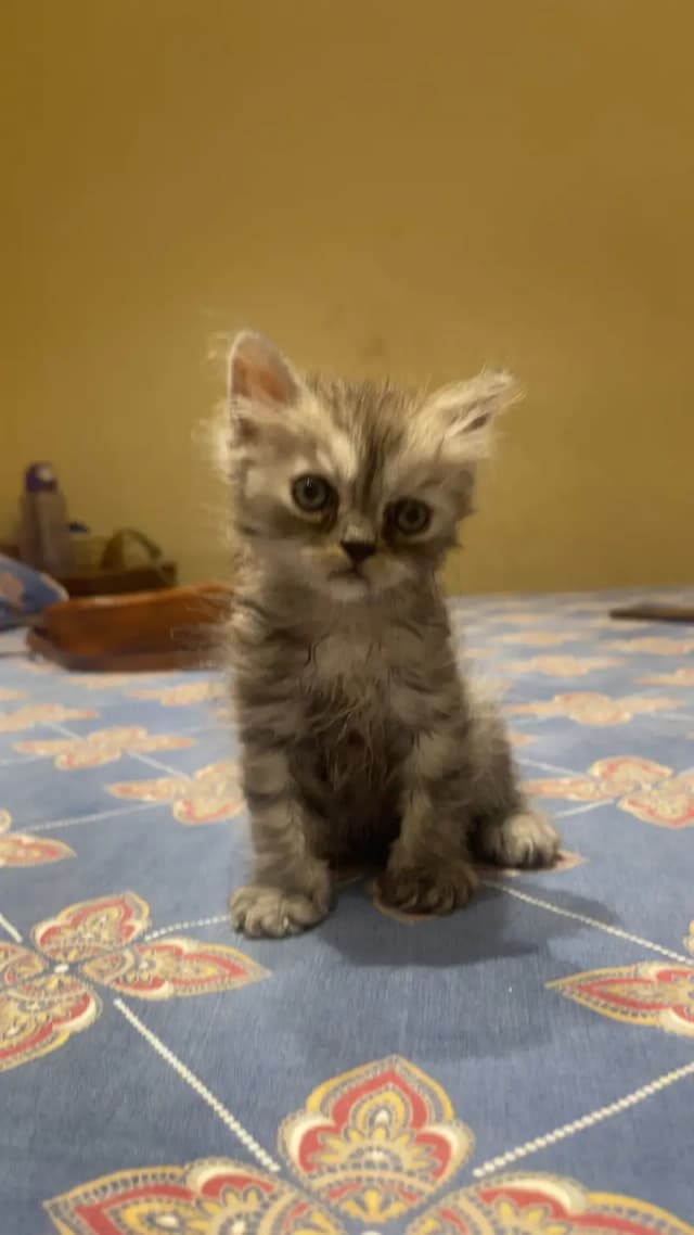 Cute & Beautiful Long Hair Kitten – Healthy & Active
