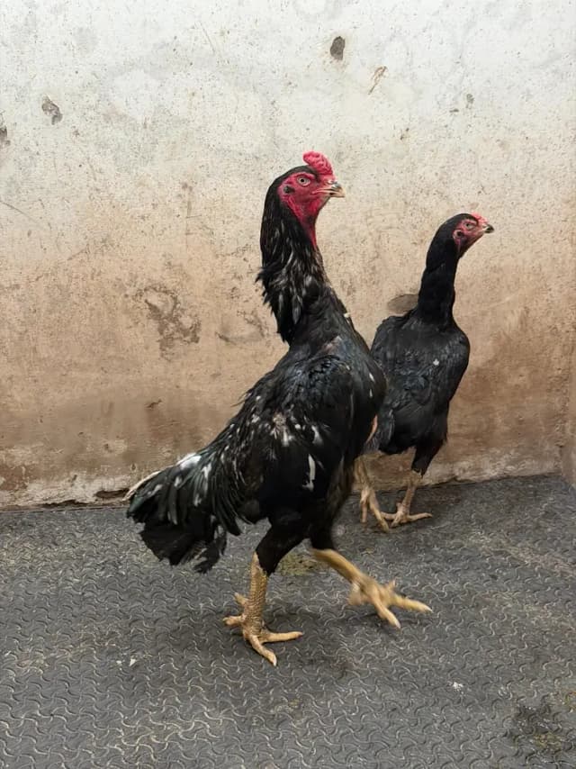 OShamo / Black Japanese OShamo / high quality/white shamo chicks/aseel
