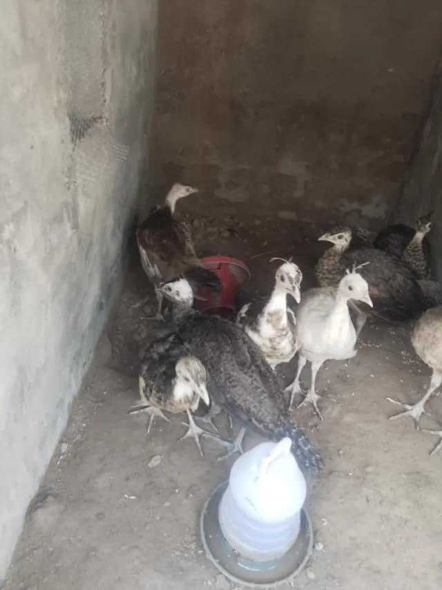 all mutations available 8000 per piece age 4 month 03213551584 wts