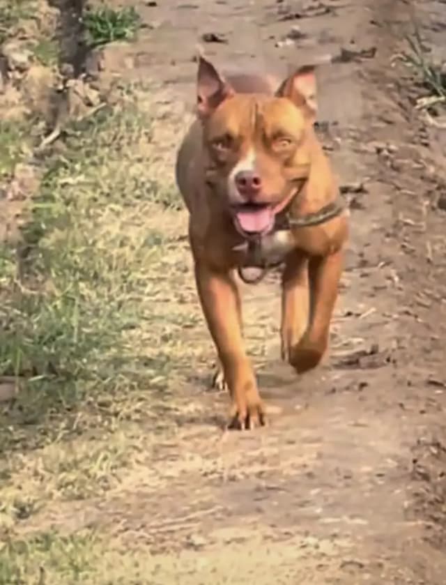 ** American Pitbull Puppies for Sale – Pedigree Parents**