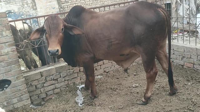 خوبصورت کھیرے دیسی بچھڑے