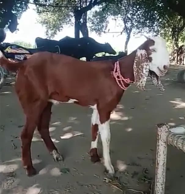 Desi Bakra/ Patha/ Male Goat   for sale