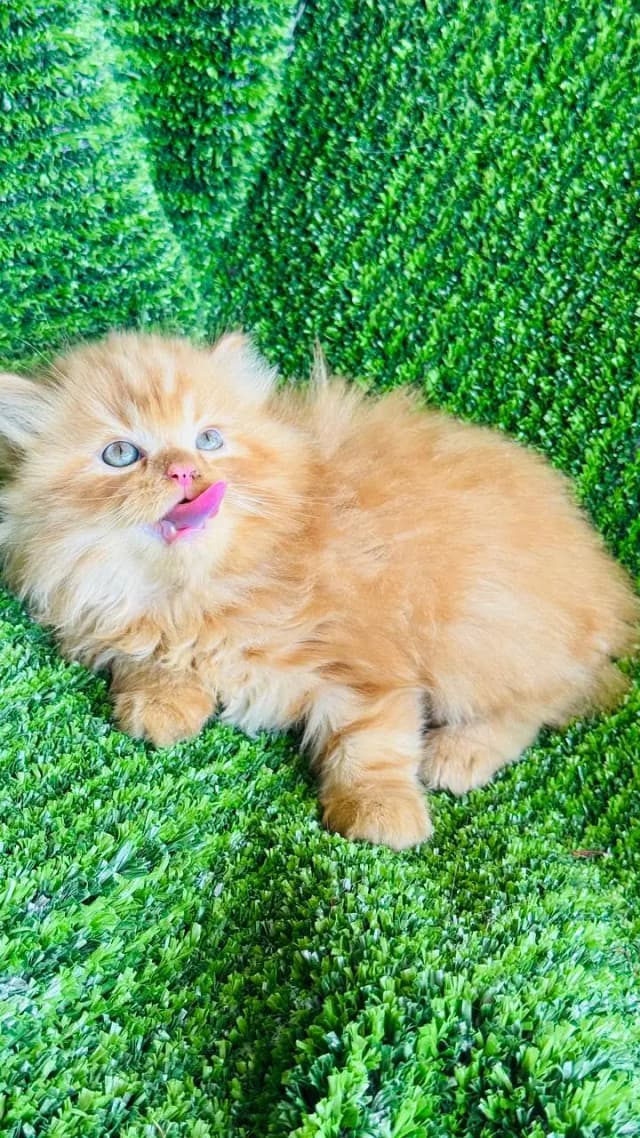 Cash on delivery parshion punch face kittens