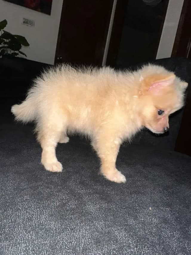 Pomeranian Puppy | Teacup Puppy | Pomeranian Toy Breed Pyppy For Sale