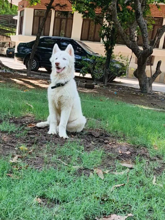 Siberian Husky Dog | Wolly Coat White Huksy | Odd eyes Husky For Sale