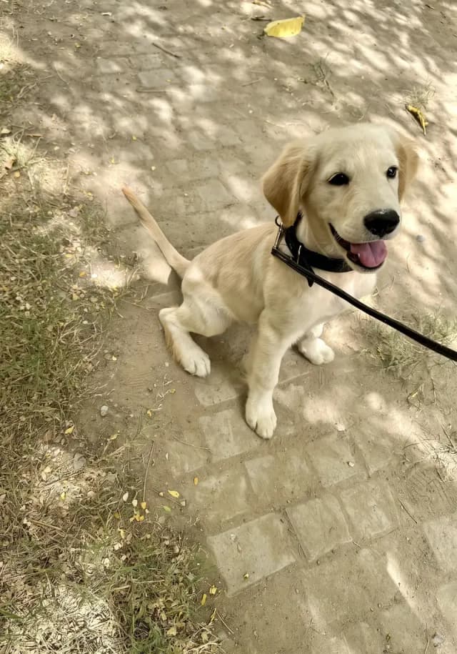 Golden Retriever Male Puppy – 4 Months | Pedigree & Vaccinated