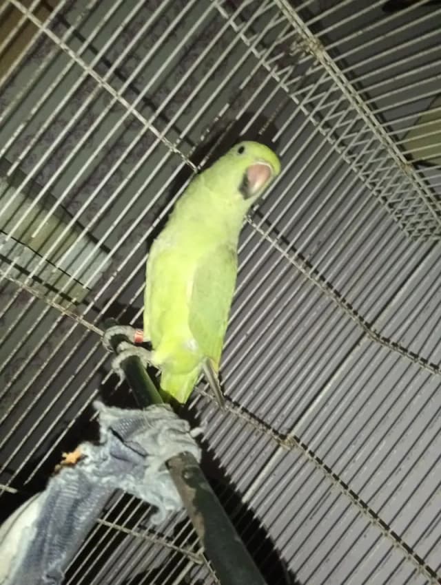 1 male available with taking