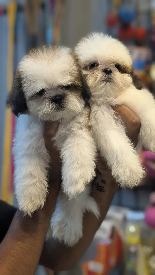 Shihtzu puppy | shizhtzu dog | female puppy | male puppy | shihtzu