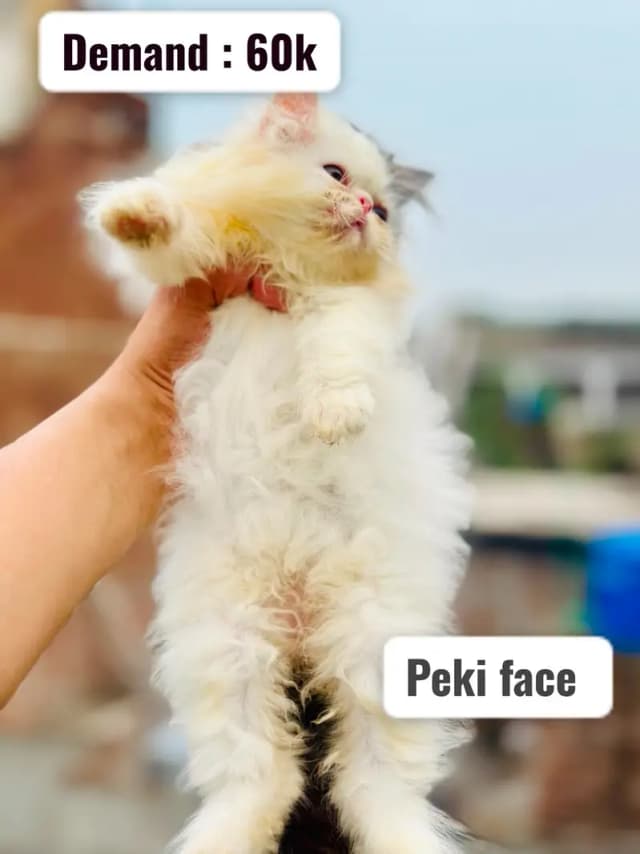 Peki face persian kittens | male kittens | Cfa blood line kittens