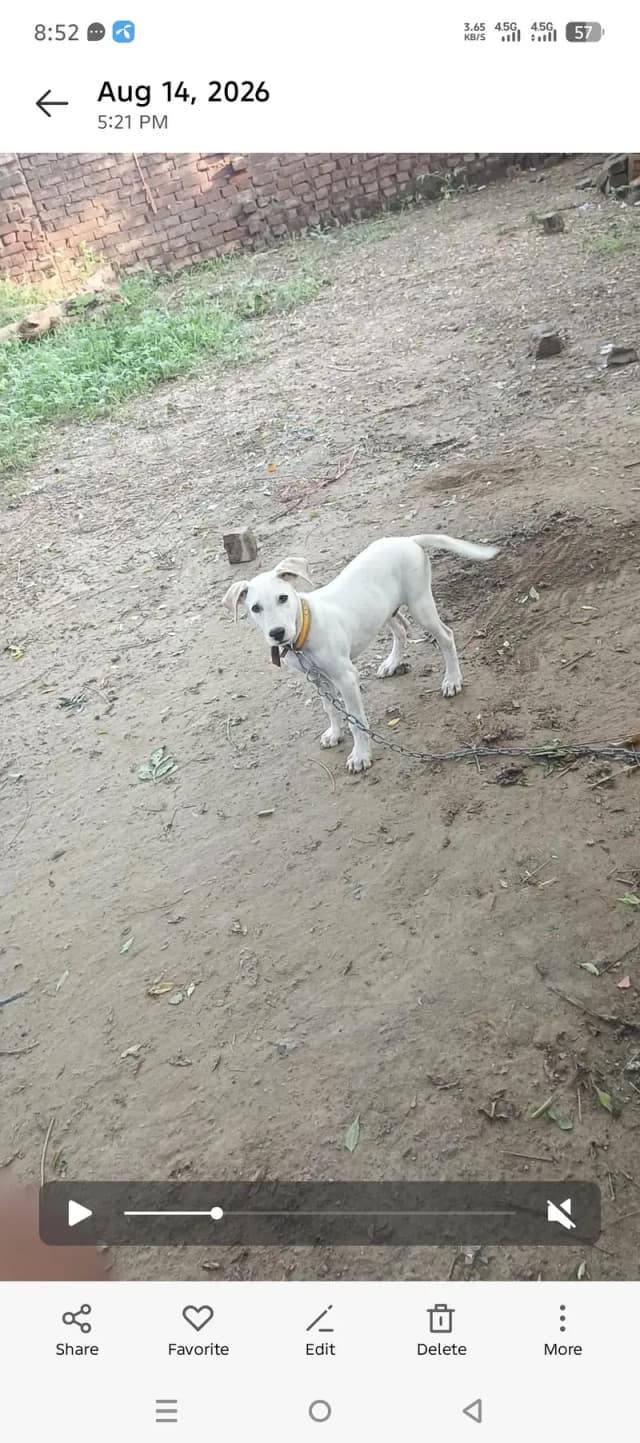 Gulter Male Puppy – 4 Months  & Vaccinated