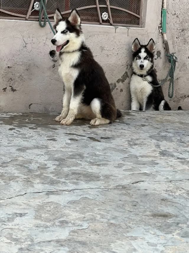 Siberien husky