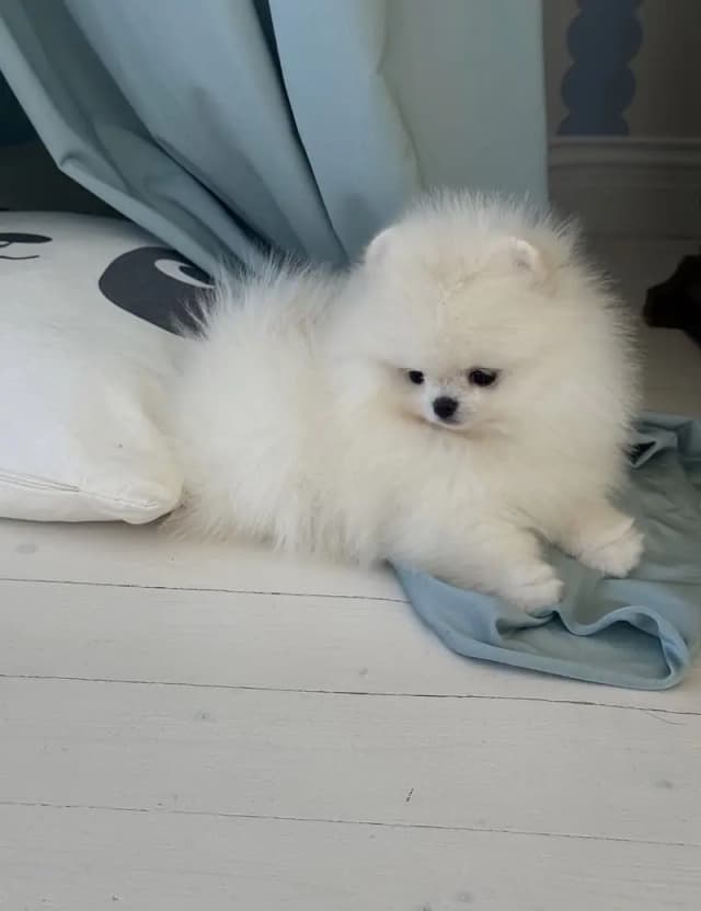 Premium Pomeranian Puppies Available
