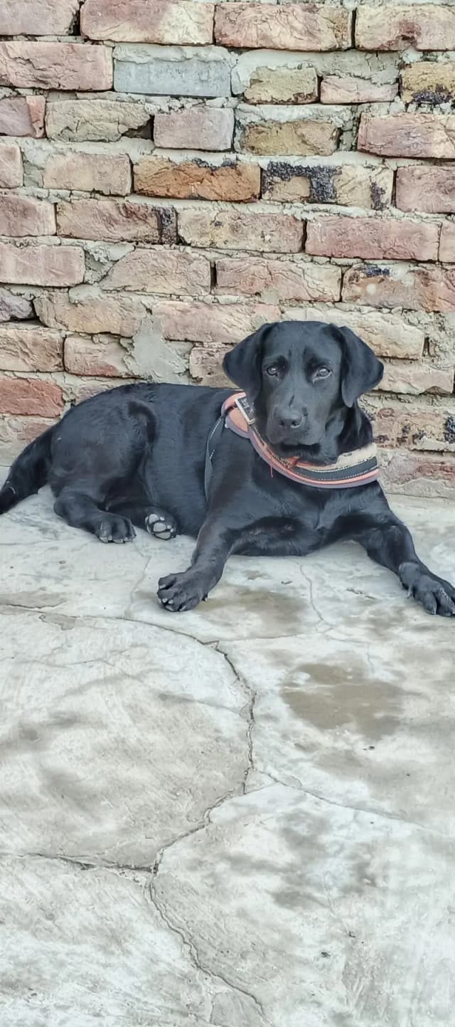British Labrador female