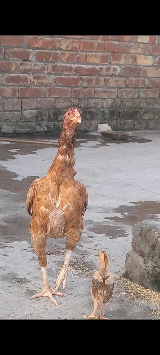 Big size Lakhi Breeder Hen
