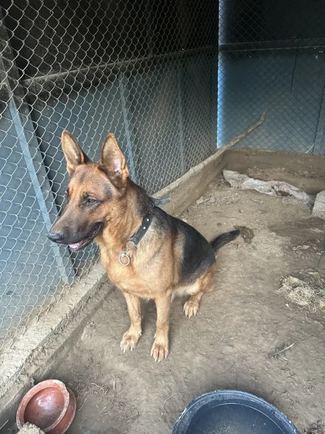 German shephered breeder male  | GSD male | long coat | dog