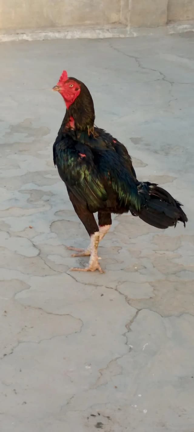 1 murga 5 aseel murgia for sale