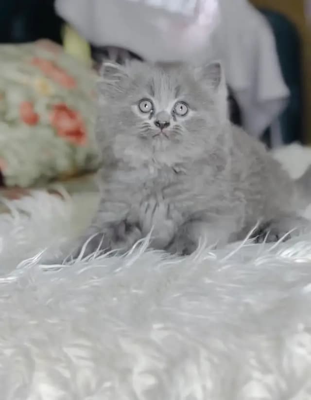 Quality Persian Punchface cat & kitten. moreWhatsApp 03704601257