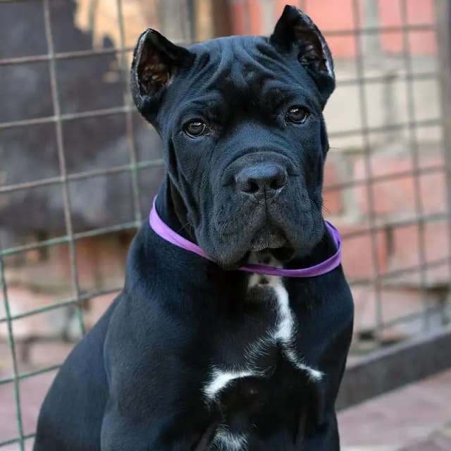 Cane Corso Puppy | Cane Corso Puppies | Dog for sale
