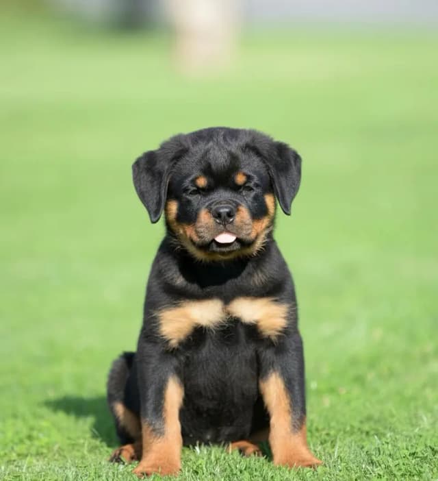 Rottweiler Puppy | Rottweiler Dog Puppies for sale