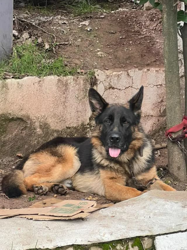 German shepherd Male