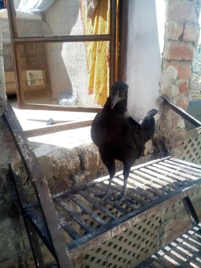 Ayam Samani female