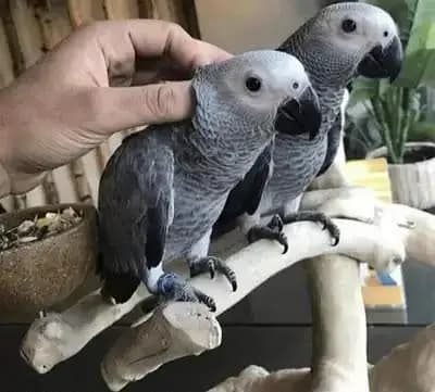 African Grey parrot for sale O3O8,,,  29 ,,,,16 ,,,232   my WhatsApp