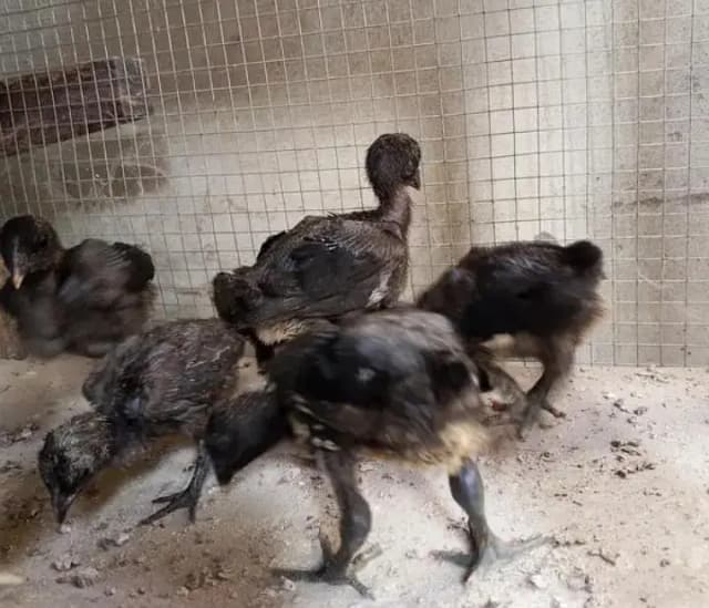 Shamo dragon Thai Bermi miyawali and all types of aseel and dasi chick