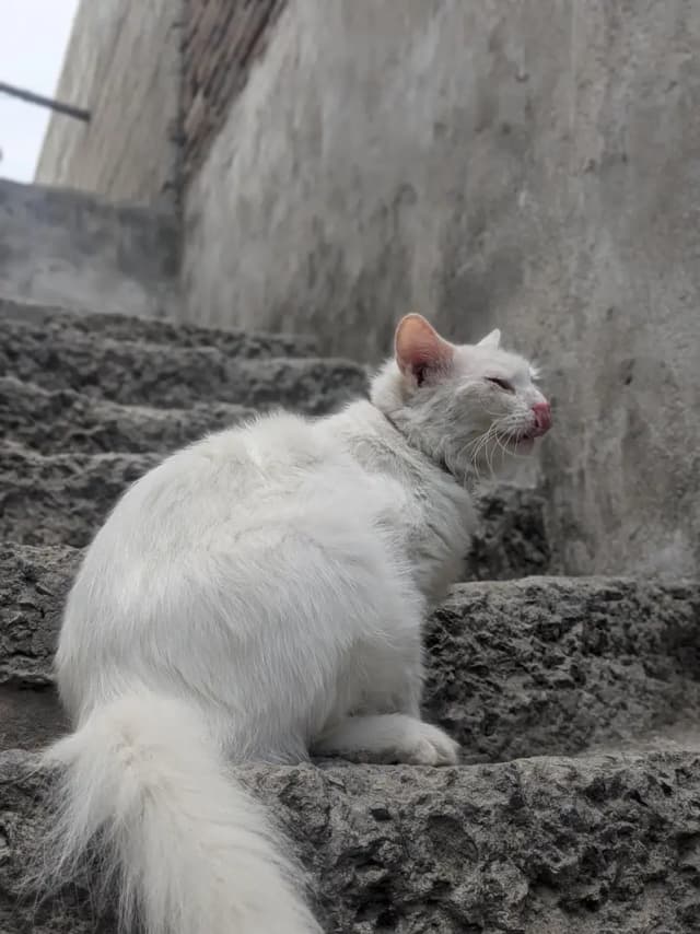 Healthy Female version cat with thair male kitten for sale in Tarnol