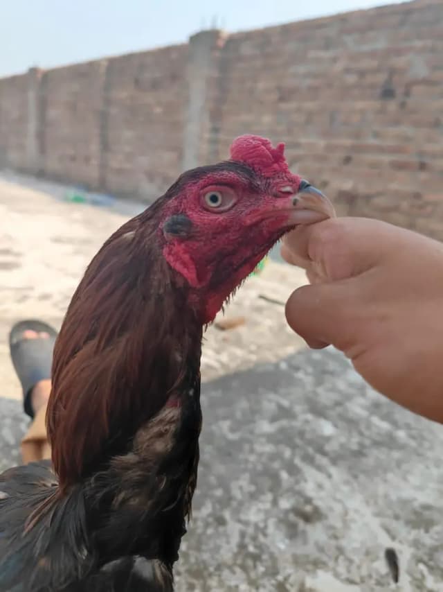 aseel lakha plus madii