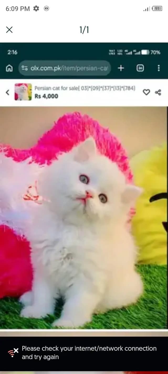 Persian cat for sale 2 month age available