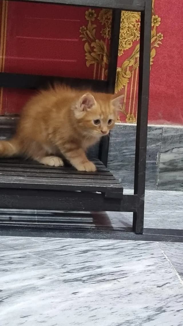 kitten for sale (pair)