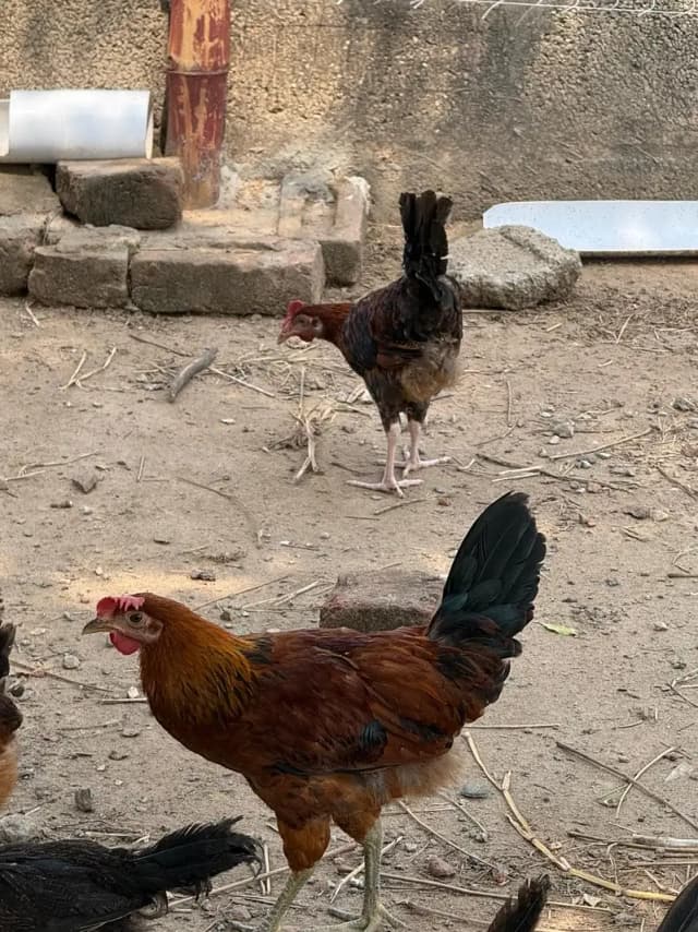 12 so kg rate fresh janwer 03039938730