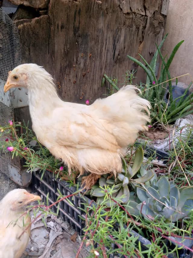 Healthy bantam pullets