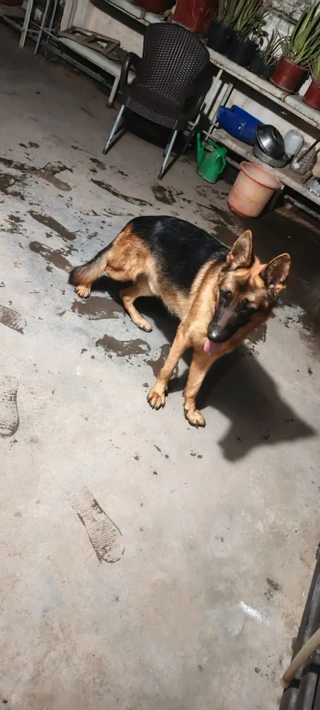 top quality Imported German shepherd Male for sale
