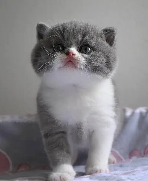 Persian kittens whatapp //0 322/// 0396547/_