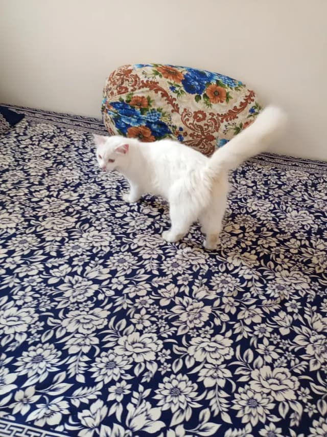 white pershian cat trained, friendly and active