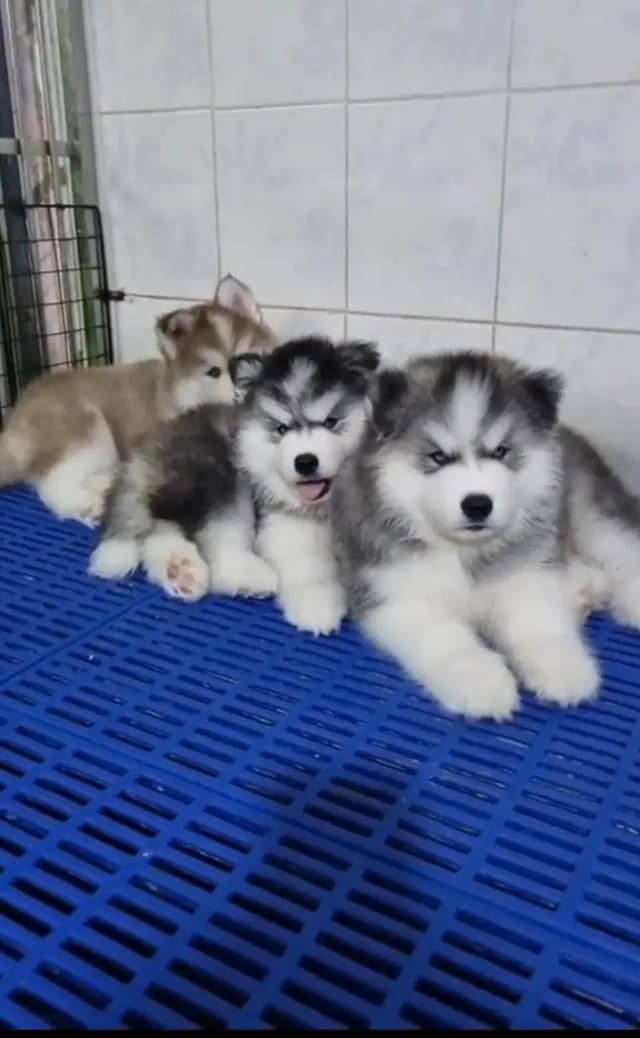Siberian husky fore sale