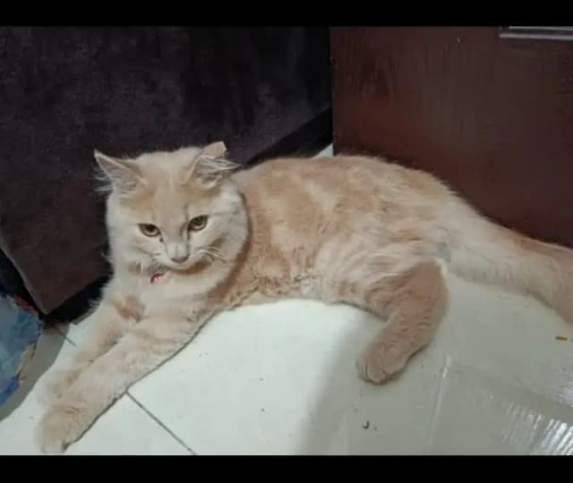 Persian Cat - Male