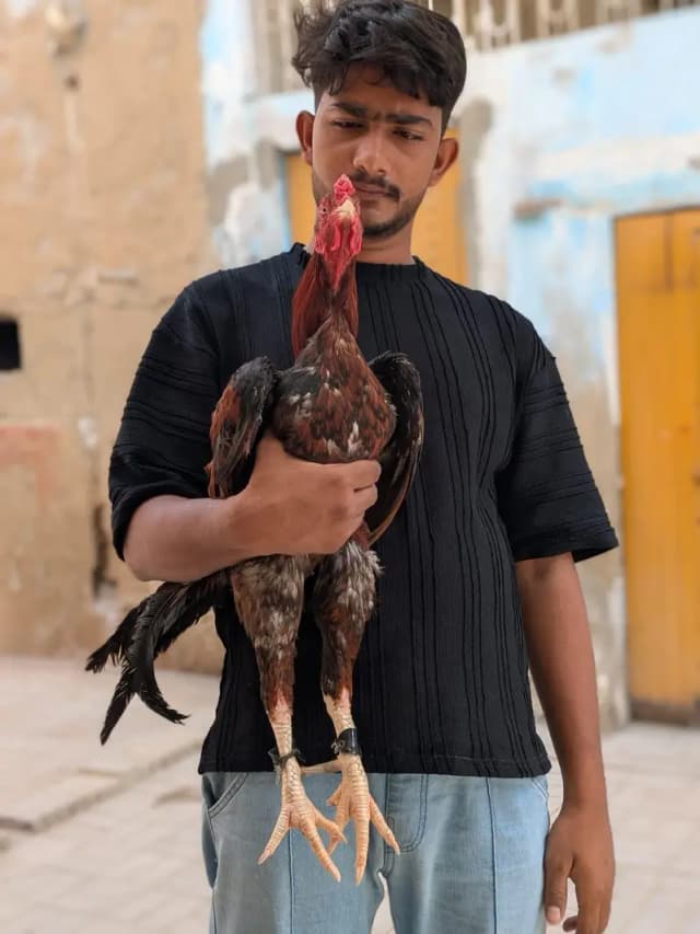 aseel mianwali murga